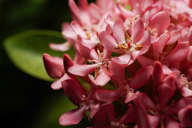 写真 ピンクの花の植物のクローズアップ
