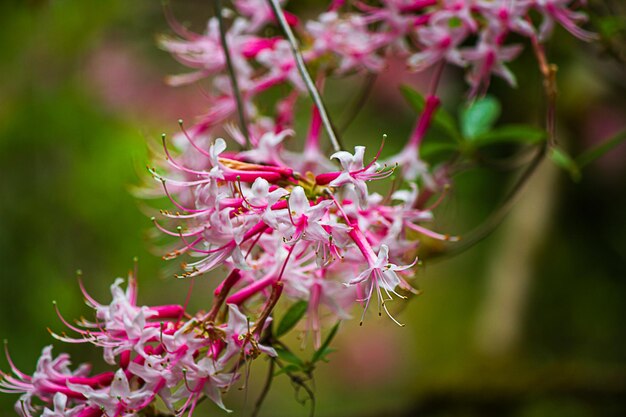 写真 ピンクの花の植物のクローズアップ