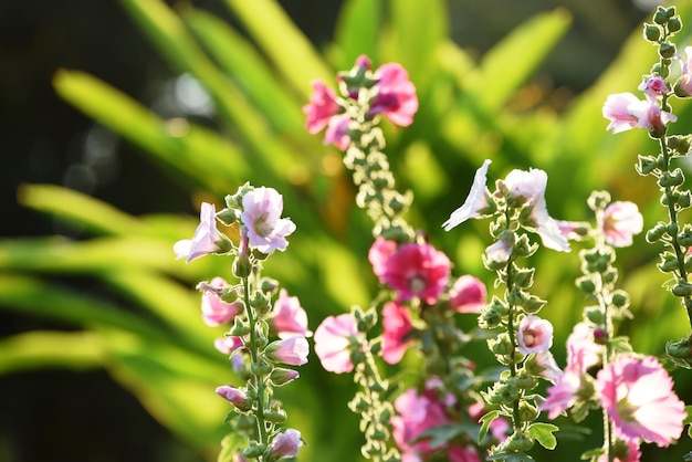 写真 ピンクの花の植物のクローズアップ