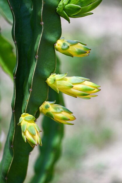 写真 ピンクの花の植物のクローズアップ