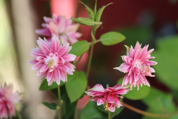 写真 ピンクの花の植物のクローズアップ