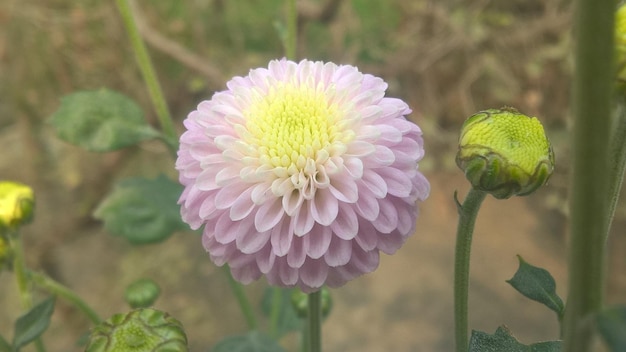 写真 ピンクの花の植物のクローズアップ