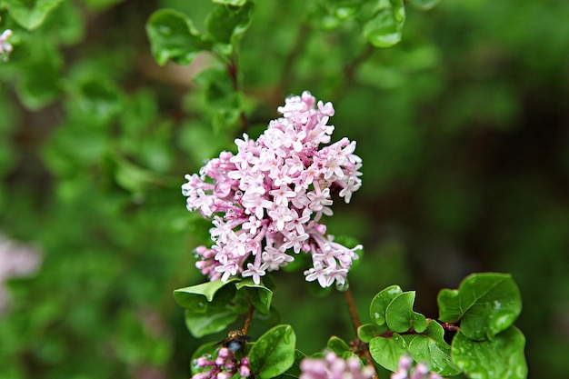 写真 ピンクの花の植物のクローズアップ