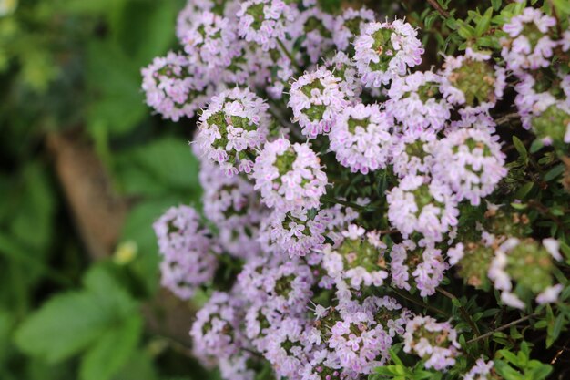 写真 ピンクの花の植物のクローズアップ