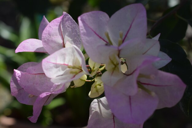 写真 ピンクの花を ⁇ かせる植物のクローズアップ