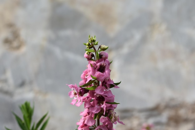 写真 ピンクの花の植物のクローズアップ