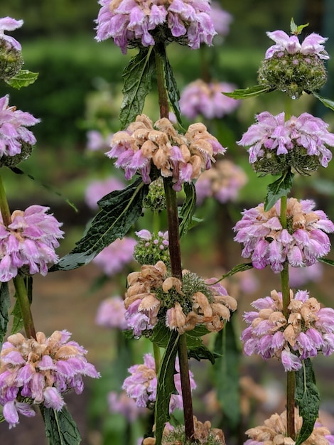 写真 ピンクの花の植物のクローズアップ