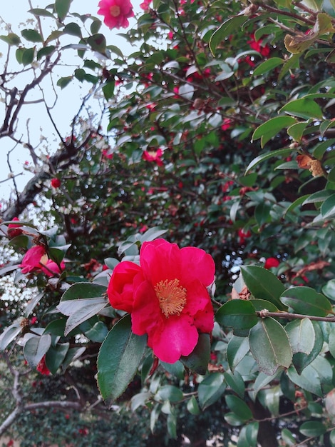 写真 ピンクの花の植物のクローズアップ
