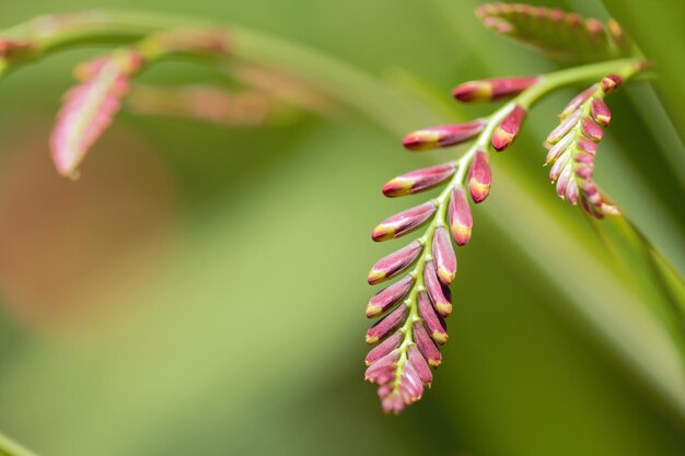 写真 ピンクの花の植物のクローズアップ