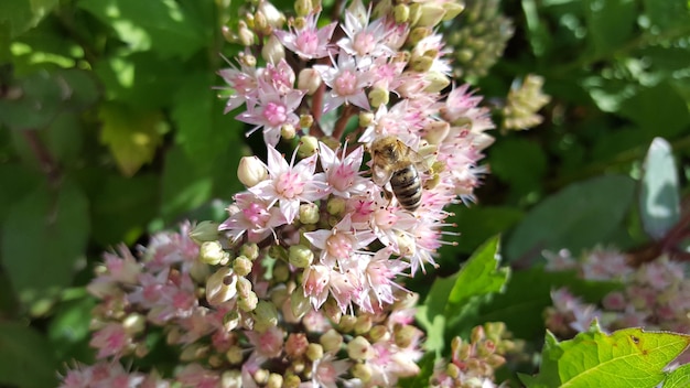 写真 ピンクの花の植物のクローズアップ