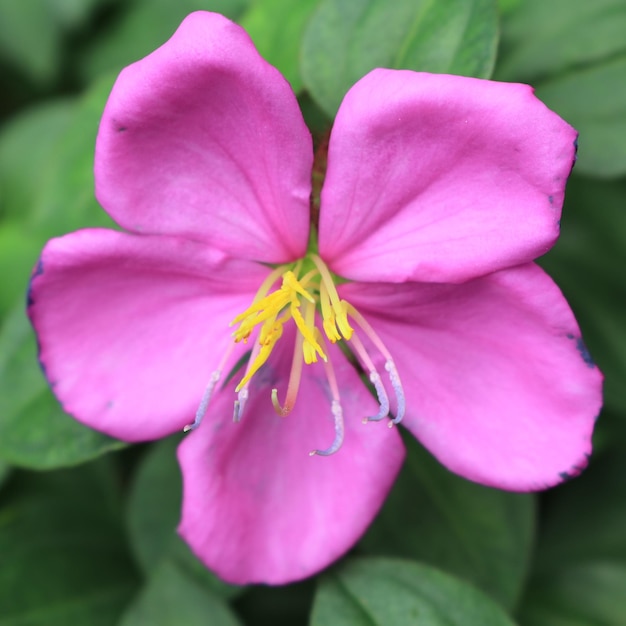 写真 ピンクの花の植物のクローズアップ