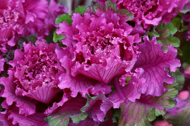 写真 ピンクの花の植物のクローズアップ