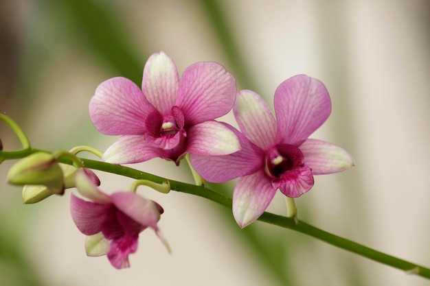 写真 ピンクの花の植物のクローズアップ