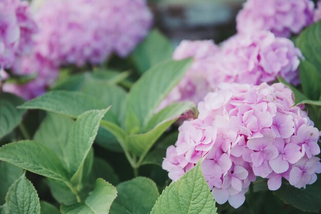 写真 ピンクの花を ⁇ かせる植物のクローズアップ