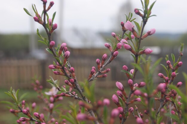 写真 ピンクの花の植物のクローズアップ