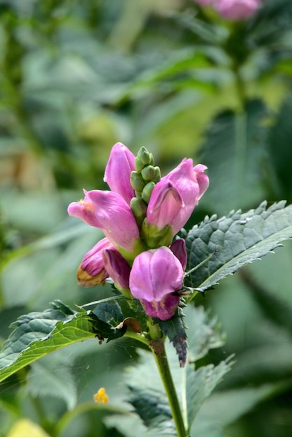 写真 ピンクの花の植物のクローズアップ