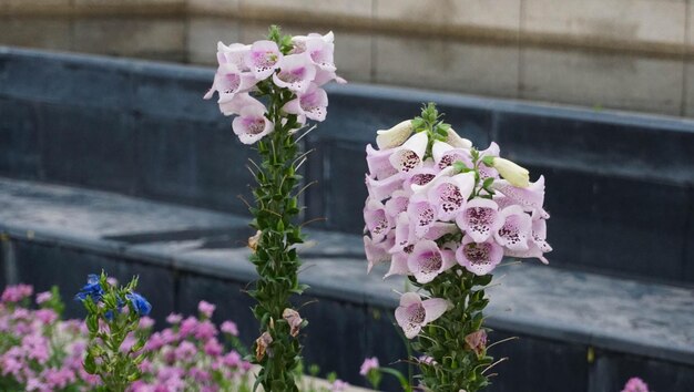 写真 ピンクの花の植物のクローズアップ