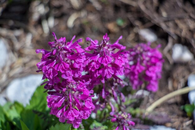 写真 ピンクの花の植物のクローズアップ