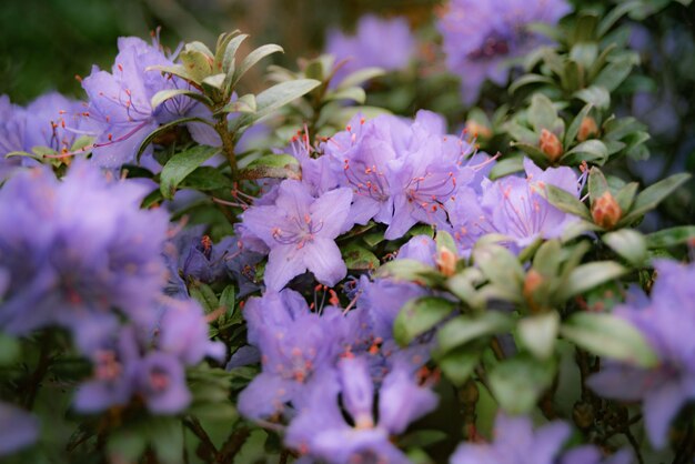 写真 ピンクの花の植物のクローズアップ