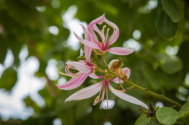 写真 ピンクの花の植物のクローズアップ