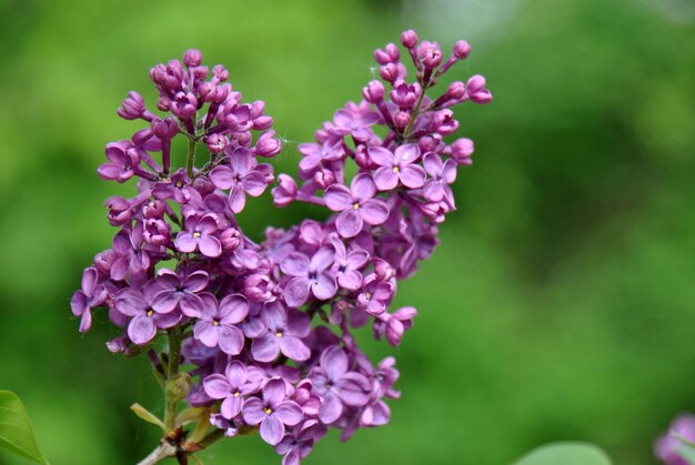 写真 ピンクの花の植物のクローズアップ