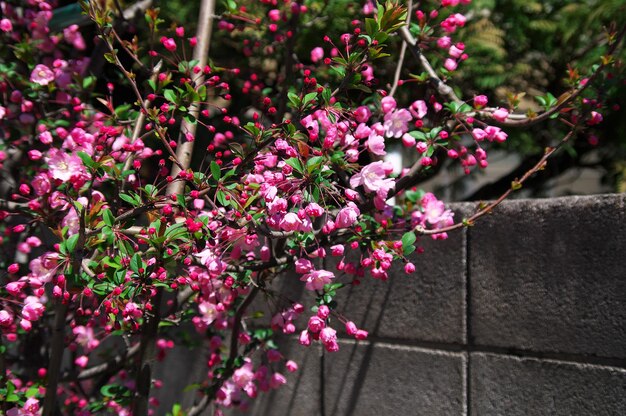 写真 ピンクの花の植物のクローズアップ