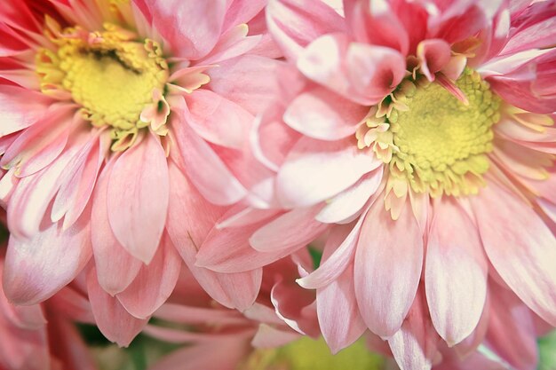 写真 ピンクの花の植物のクローズアップ