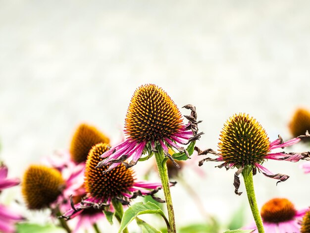 写真 ピンクの花の植物のクローズアップ