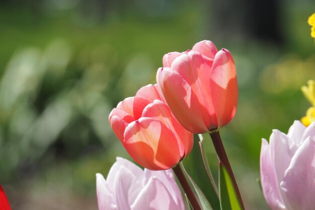 写真 ピンクの花の植物のクローズアップ