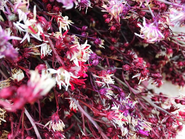 写真 ピンクの花の植物のクローズアップ