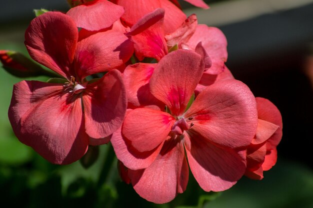 写真 ピンクの花の植物のクローズアップ