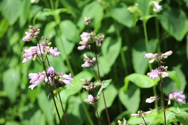 写真 ピンクの花の植物のクローズアップ