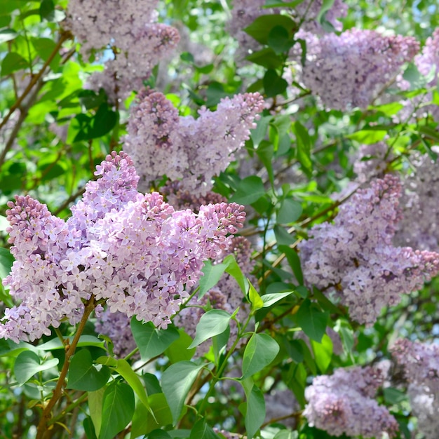 写真 ピンクの花の植物のクローズアップ