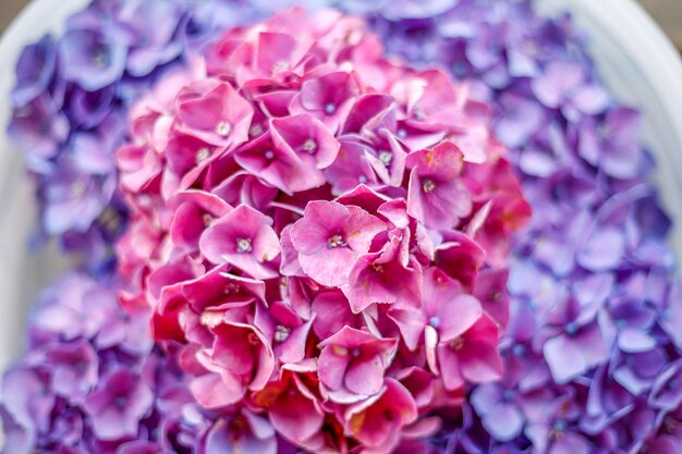 Фото Близкий план розового цветущего растения