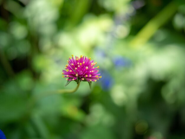 写真 ピンクの花の植物のクローズアップ