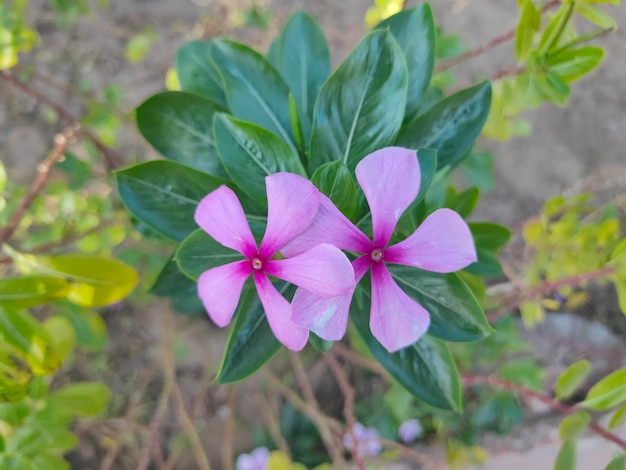 写真 ピンクの花の植物のクローズアップ