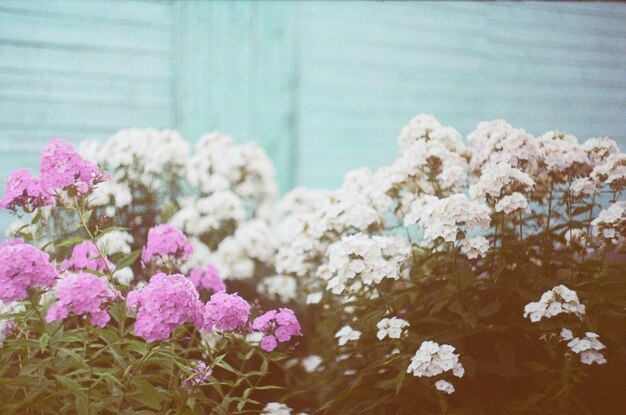 写真 ピンクの花の植物のクローズアップ