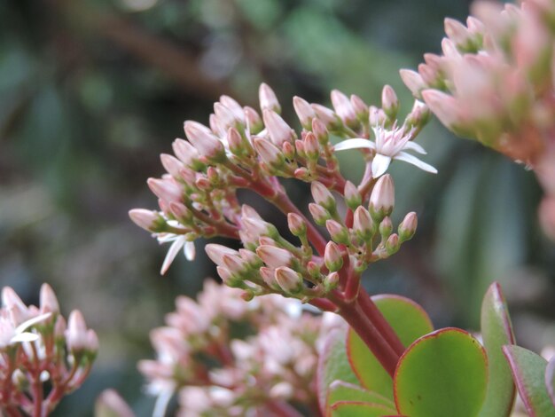 写真 ピンクの花の植物のクローズアップ