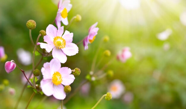 写真 ピンクの花を ⁇ かせる植物のクローズアップ