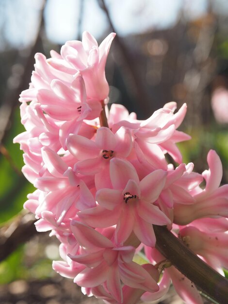 写真 ピンクの花の植物のクローズアップ