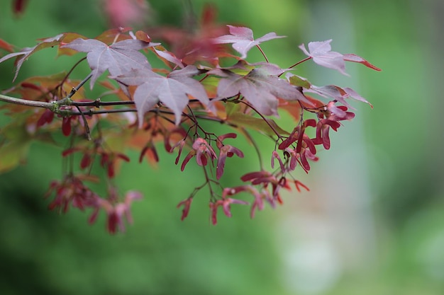 写真 ピンクの花の植物のクローズアップ