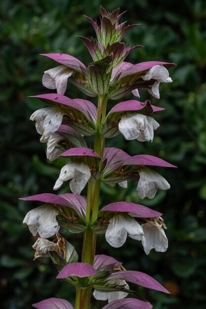 写真 ピンクの花の植物のクローズアップ