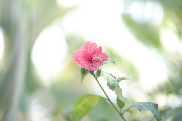 写真 ピンクの花の植物のクローズアップ