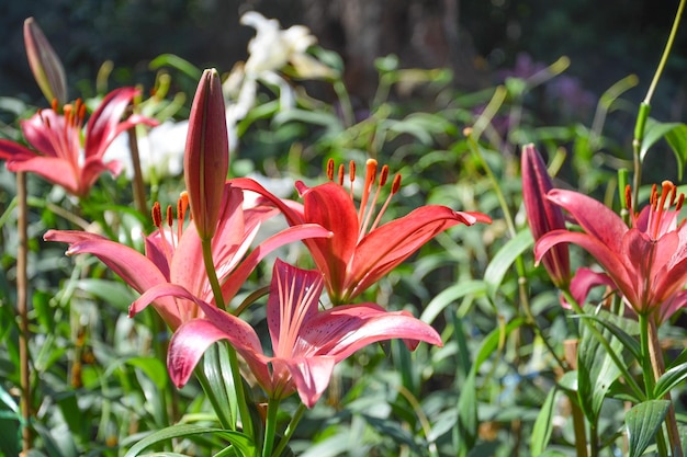 写真 ピンクの花の植物のクローズアップ