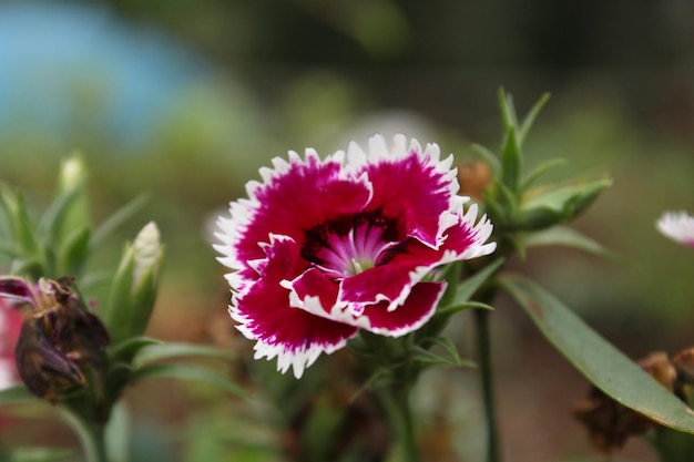 写真 ピンクの花の植物のクローズアップ