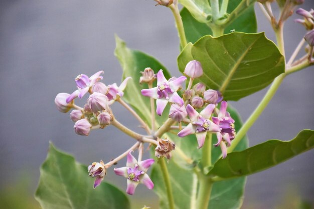 写真 ピンクの花の植物のクローズアップ