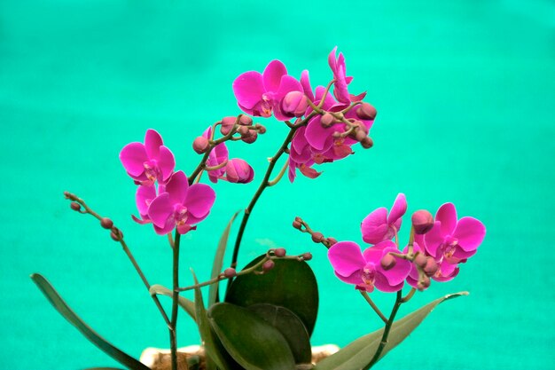 写真 ピンクの花の植物のクローズアップ