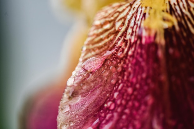 写真 ピンクの花の植物のクローズアップ