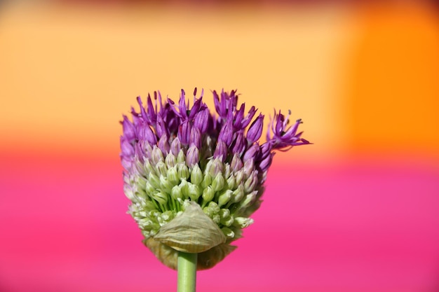 写真 ピンクの花の植物のクローズアップ