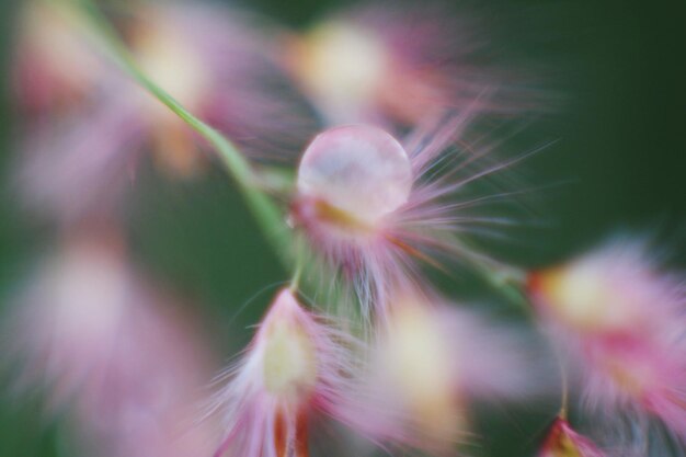 写真 ピンクの花の植物のクローズアップ